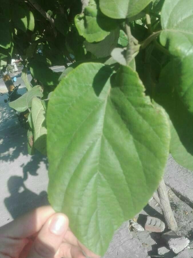 Cordia sebestena leaf