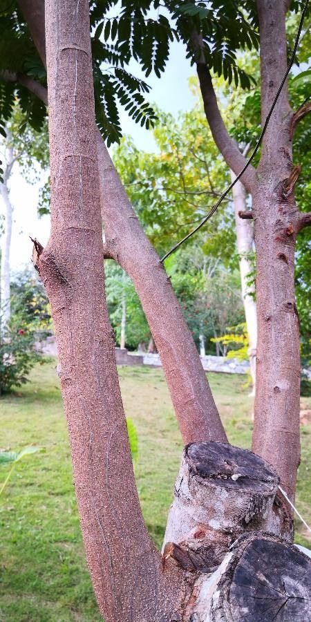 Cassia bakeriana bark
