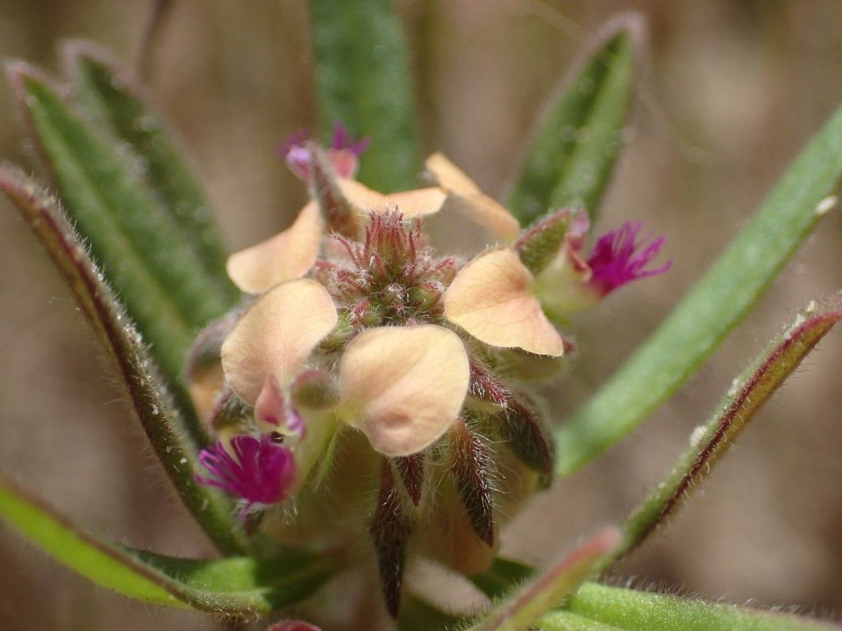 Polygala arenaria flower