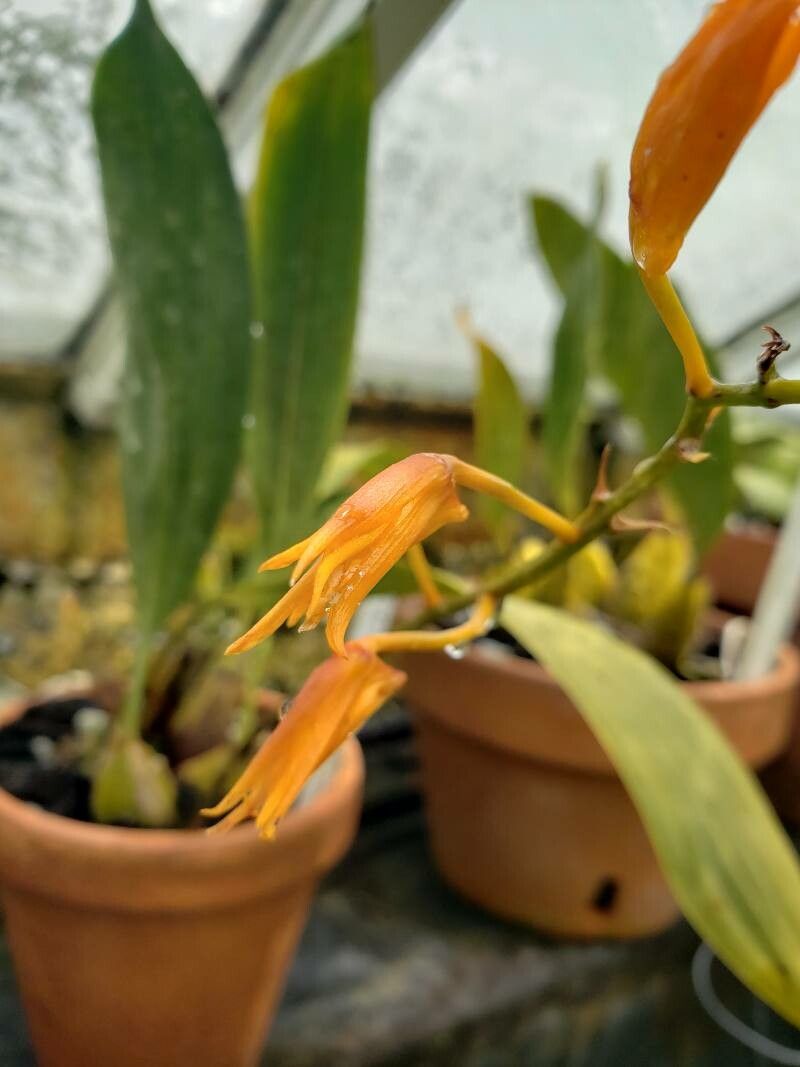 Bifrenaria aureofulva flower
