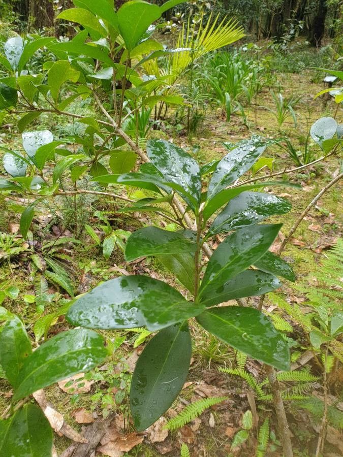 Picconia azorica leaf
