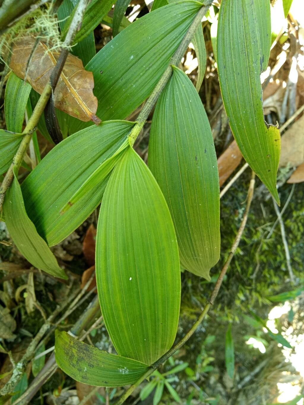 Elleanthus aurantiacus — related species from the same genus