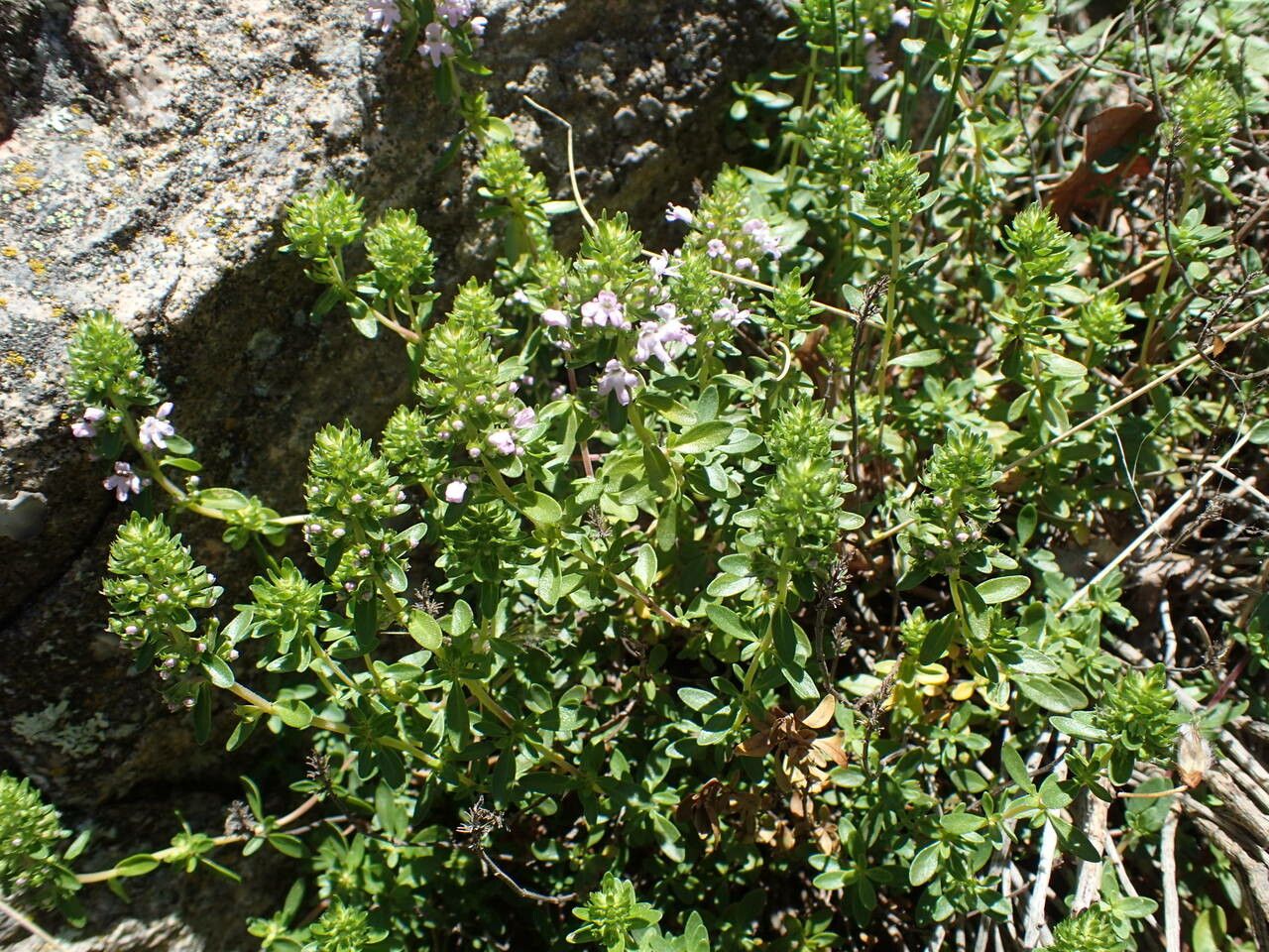 Thymus nitens habit