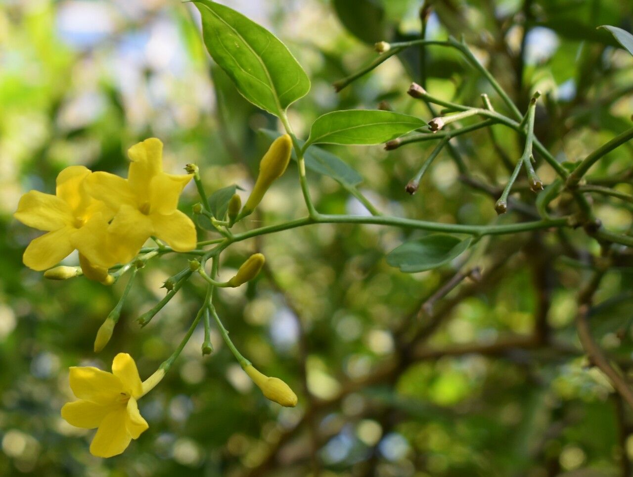 Jasminum humile flower
