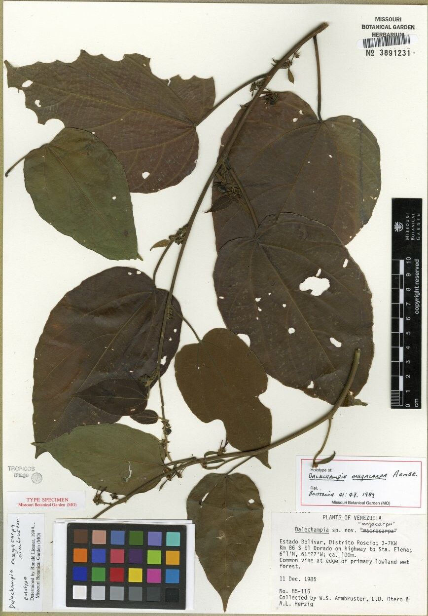 Dalechampia megacarpa — houseplant care guide