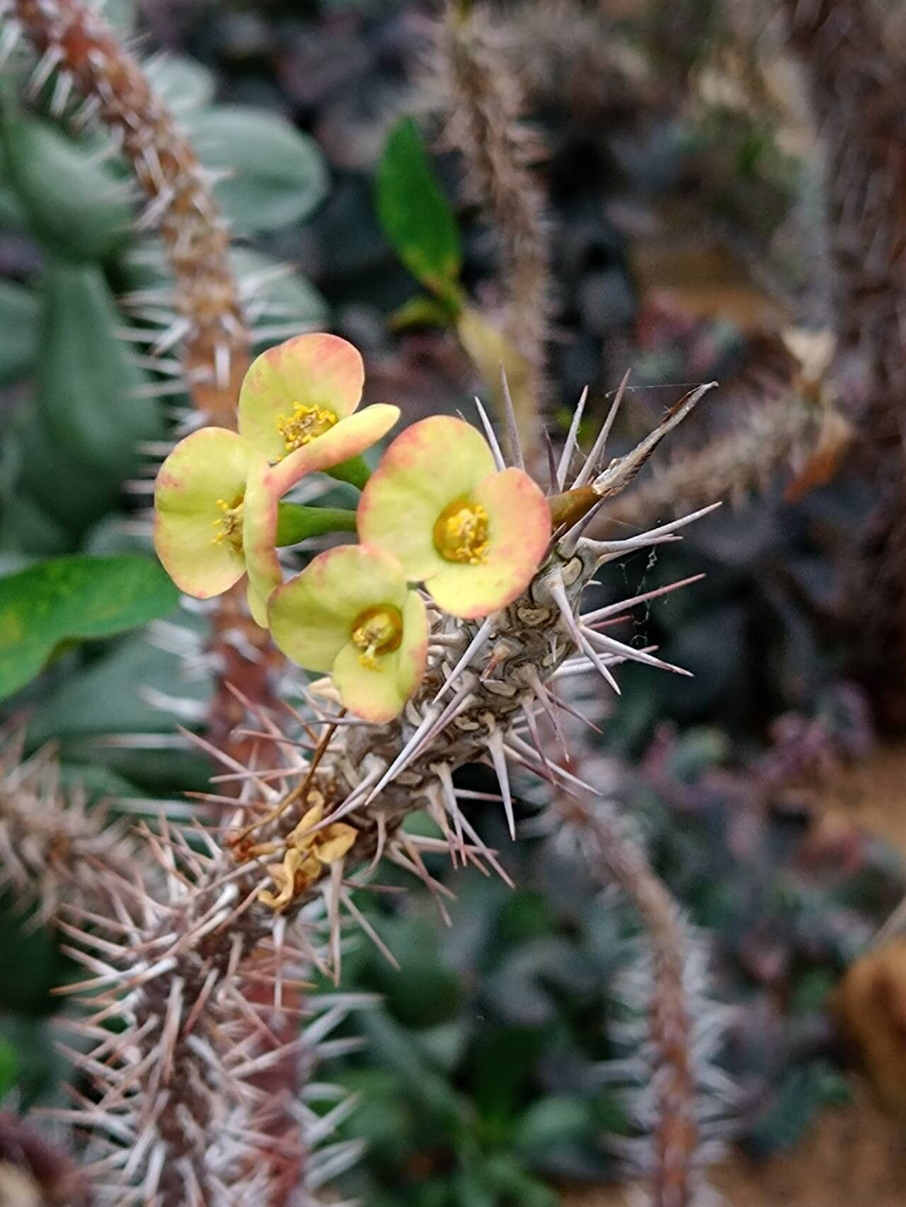 Euphorbia isaloensis flower