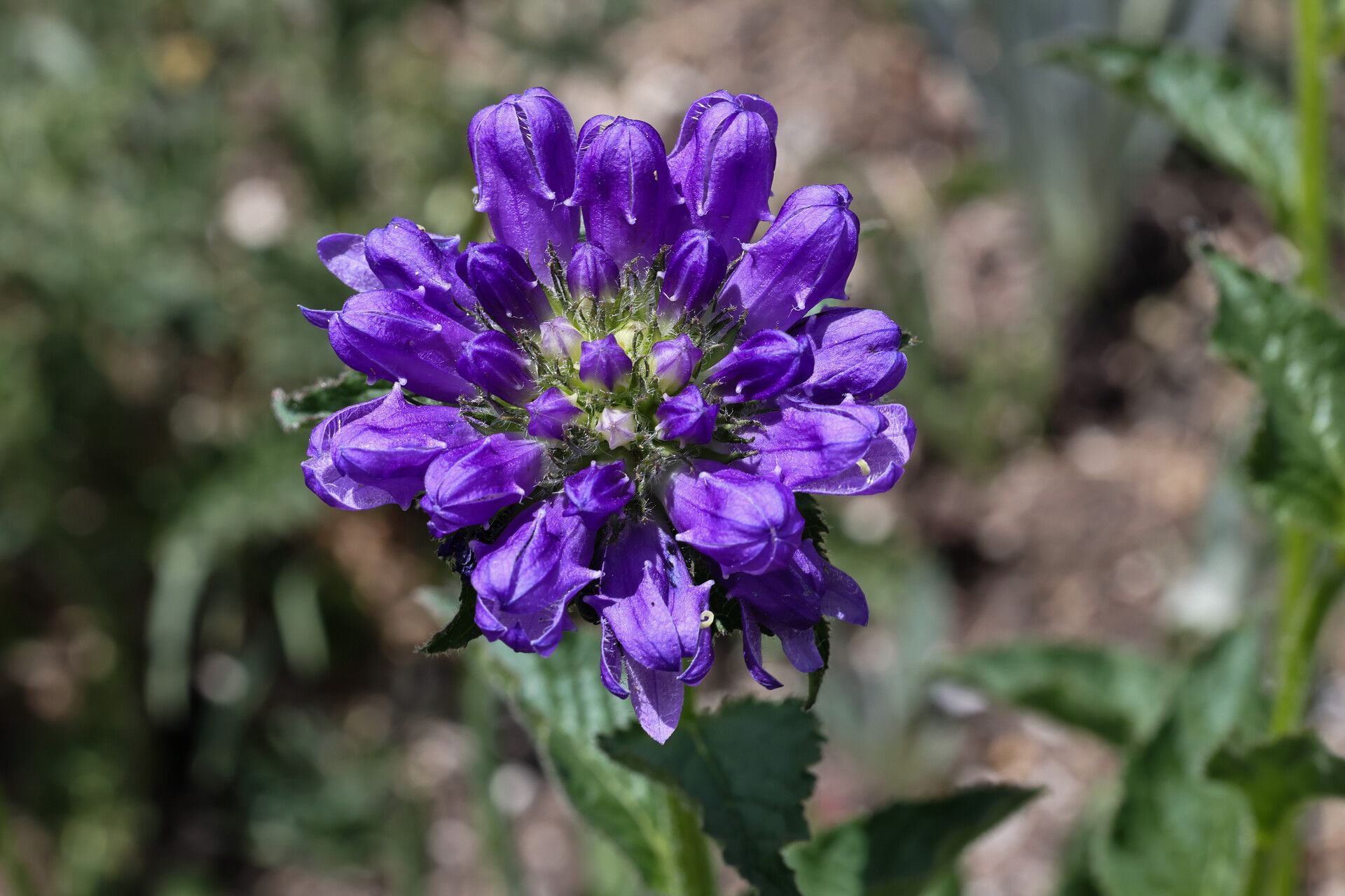 Campanula foliosa — houseplant care guide