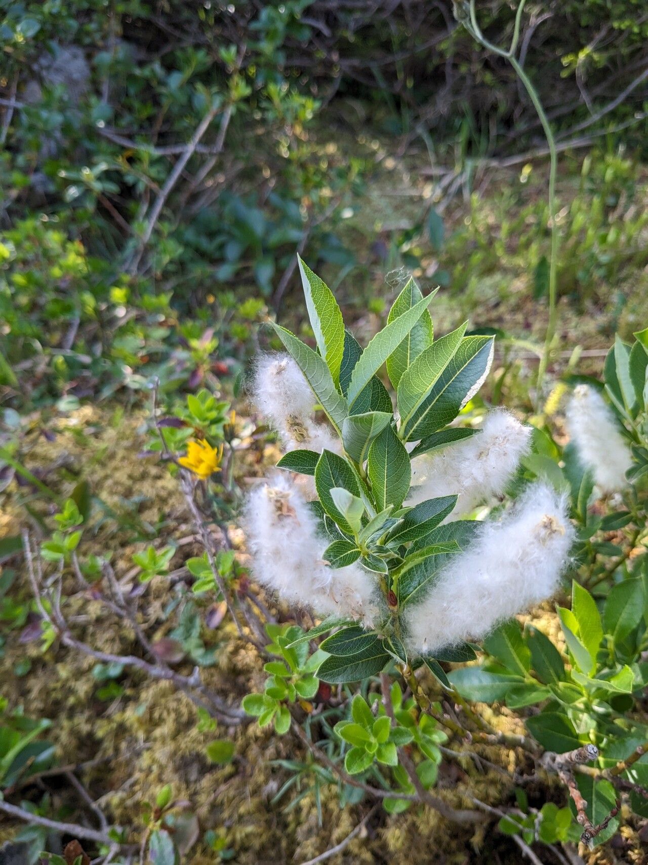 Salix waldsteiniana fruit