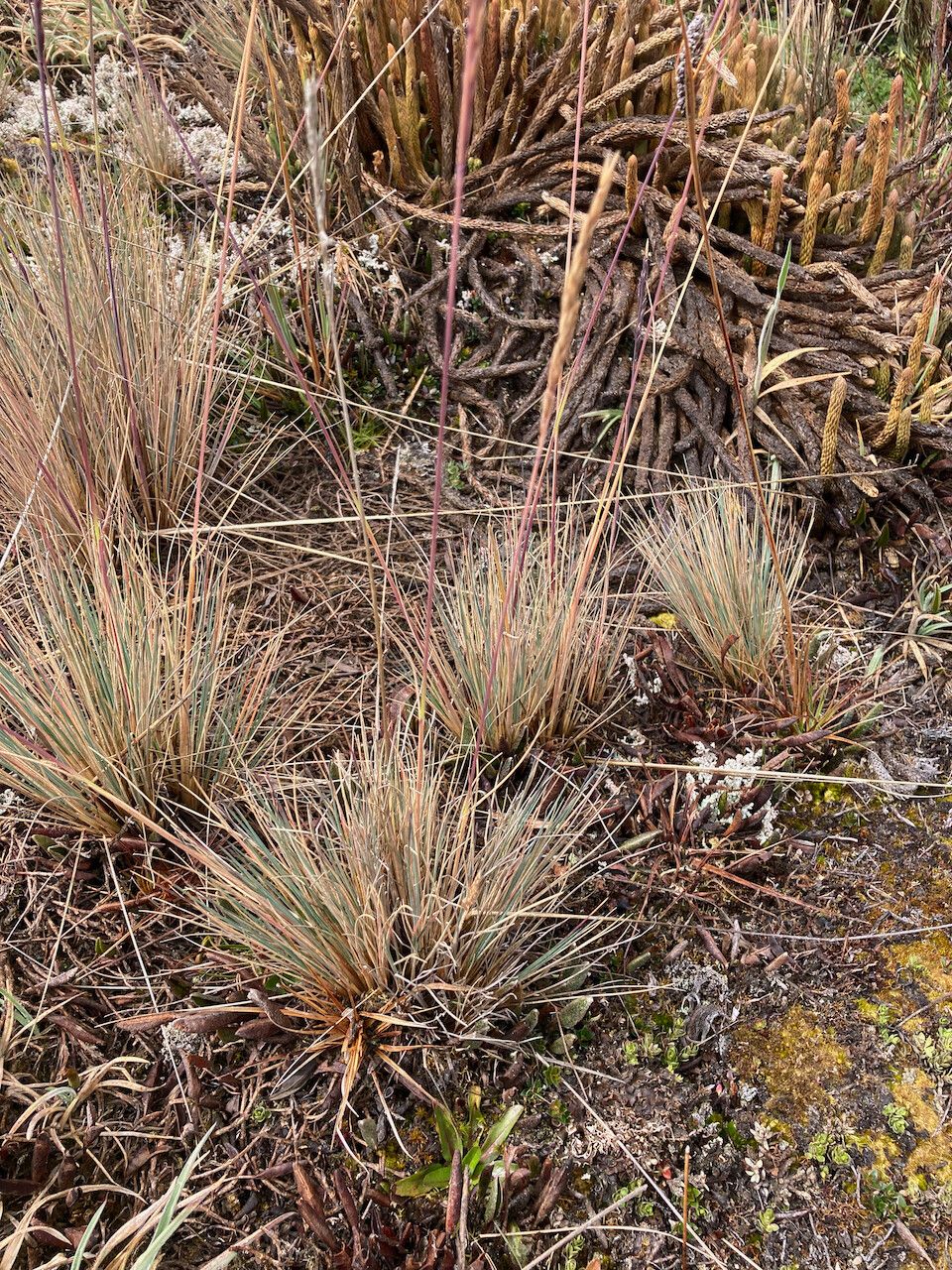 Festuca breviaristata habit