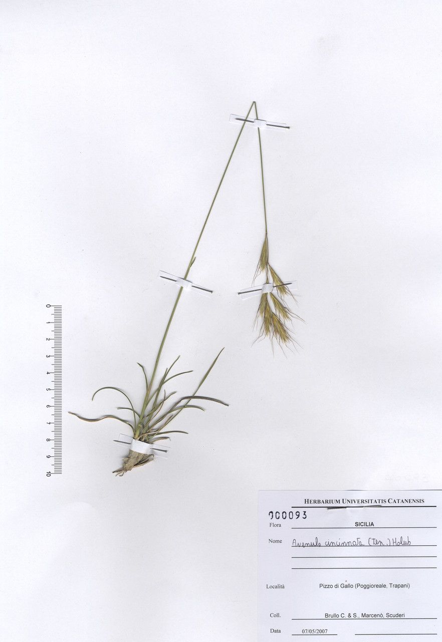 Helictotrichon cincinnatum — related species from the same genus