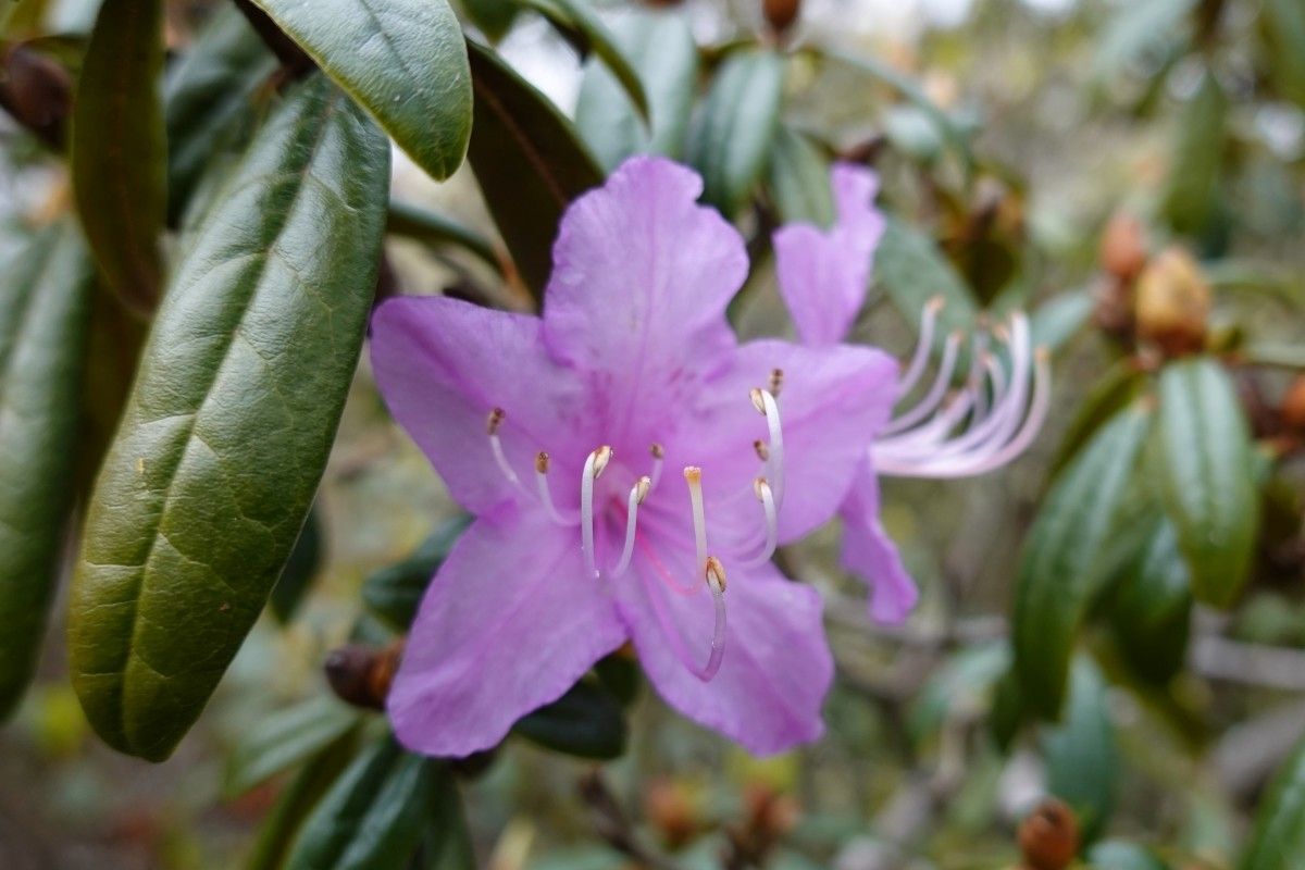 Rhododendron polylepis flower