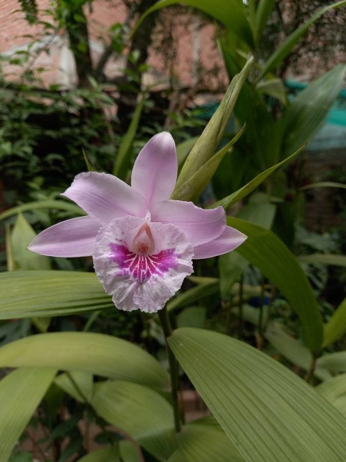 Sobralia rosea flower