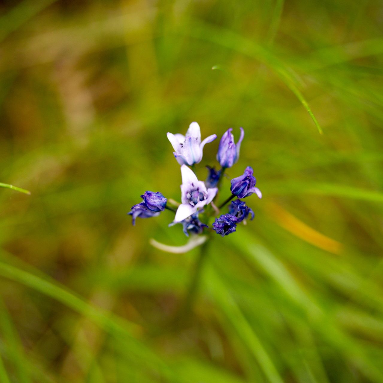 Triteleia grandiflora habit