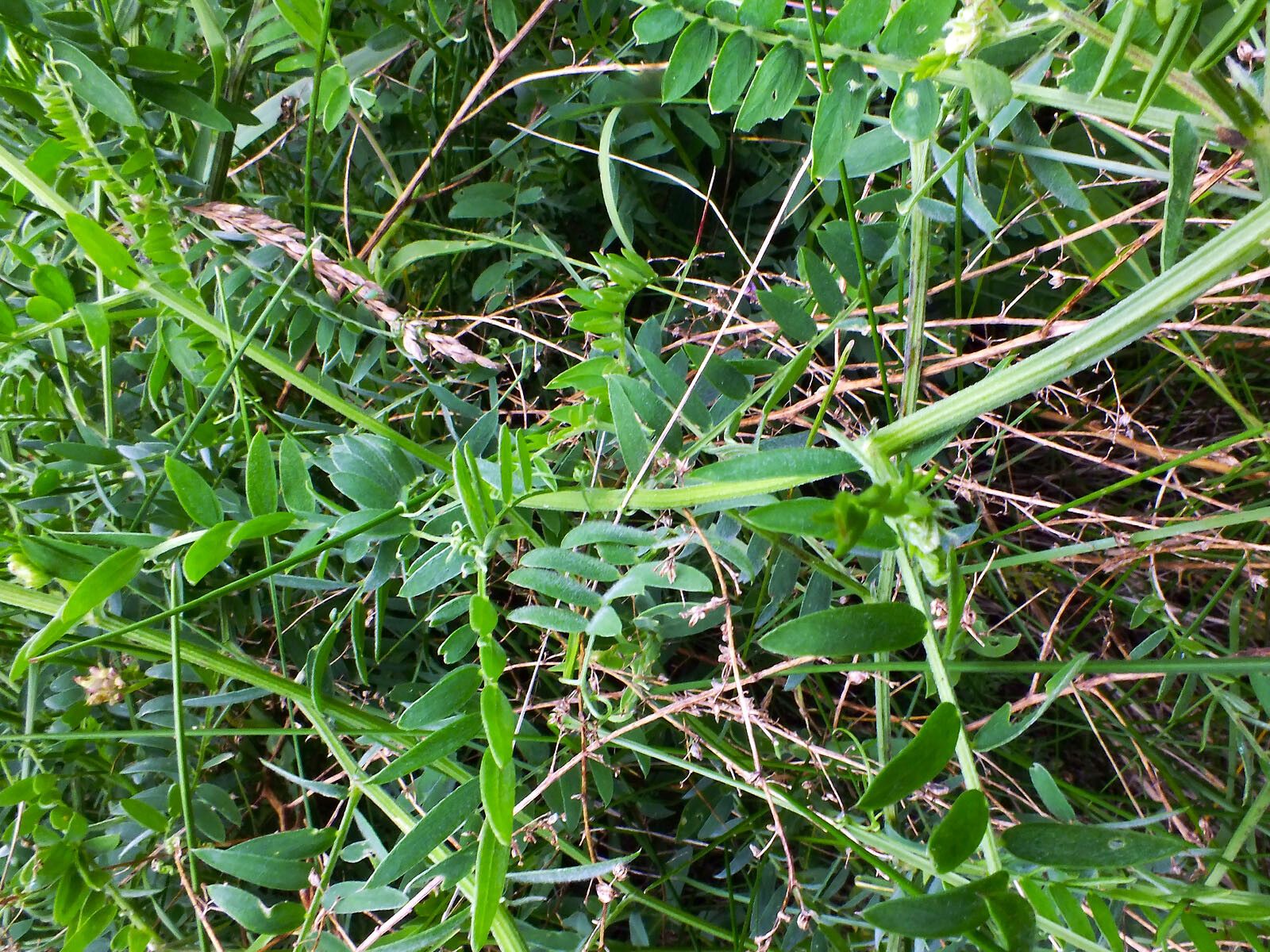 Vicia incana — houseplant care guide