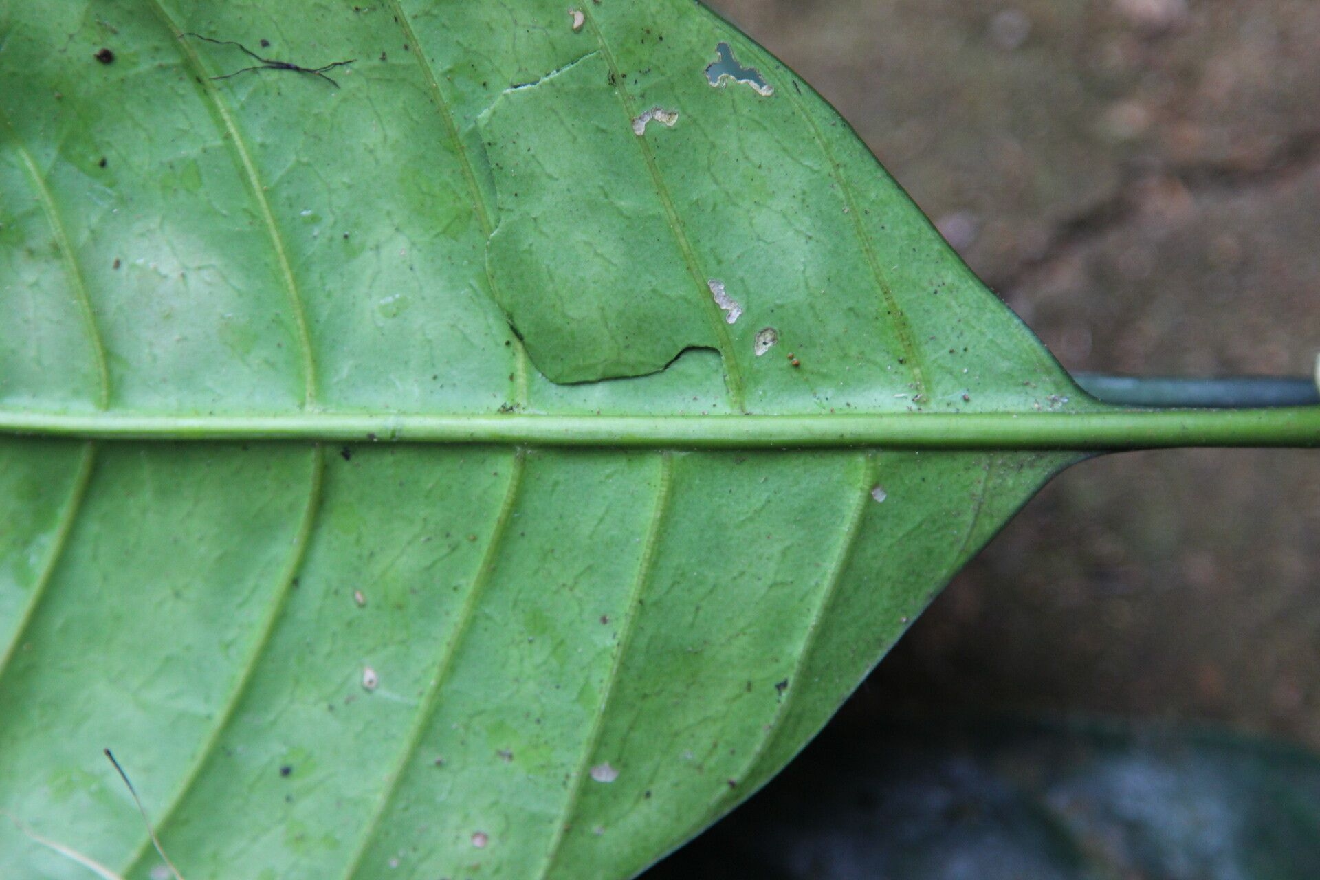 Pavetta rigida — houseplant care guide