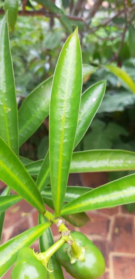 Cascabela ovata — related species from the same genus