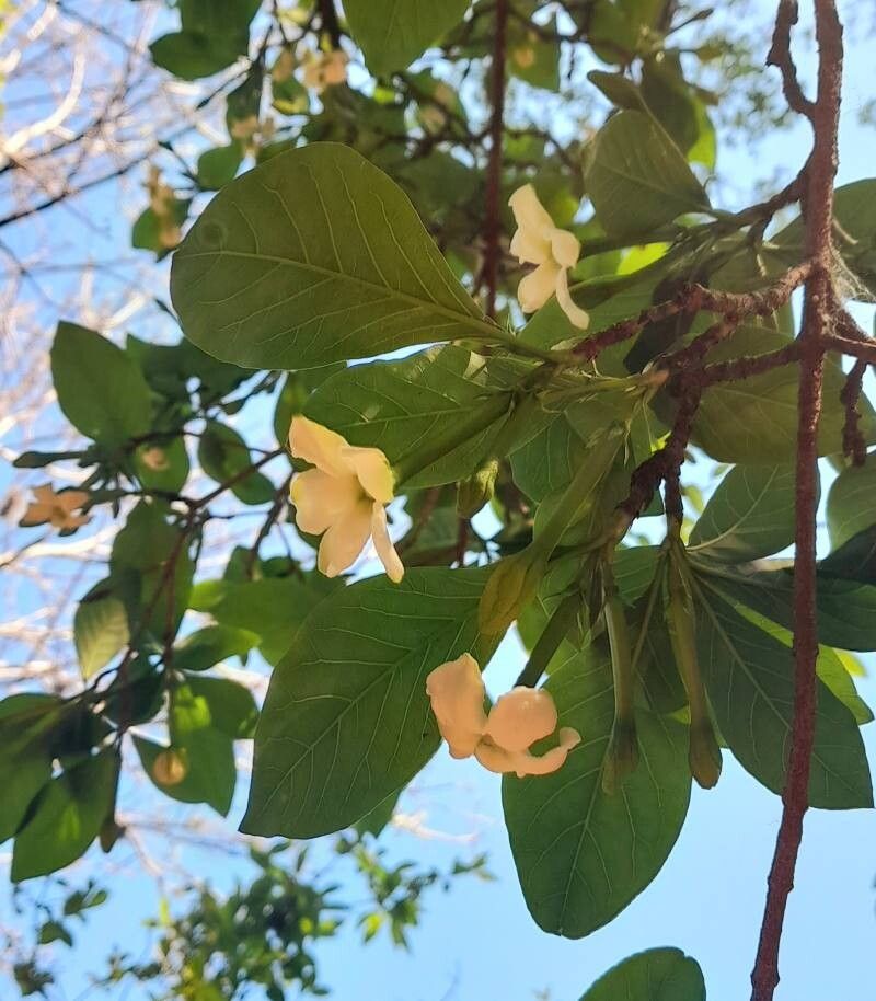 Randia echinocarpa — houseplant care guide