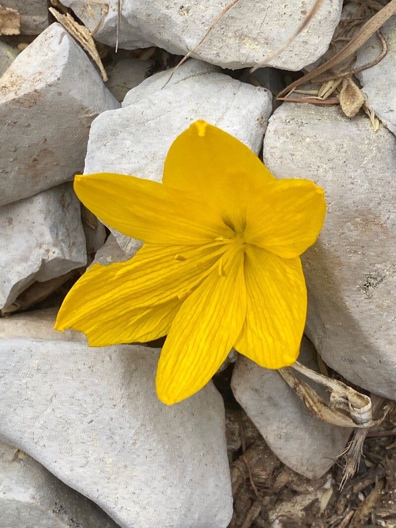 Sternbergia lutea flower