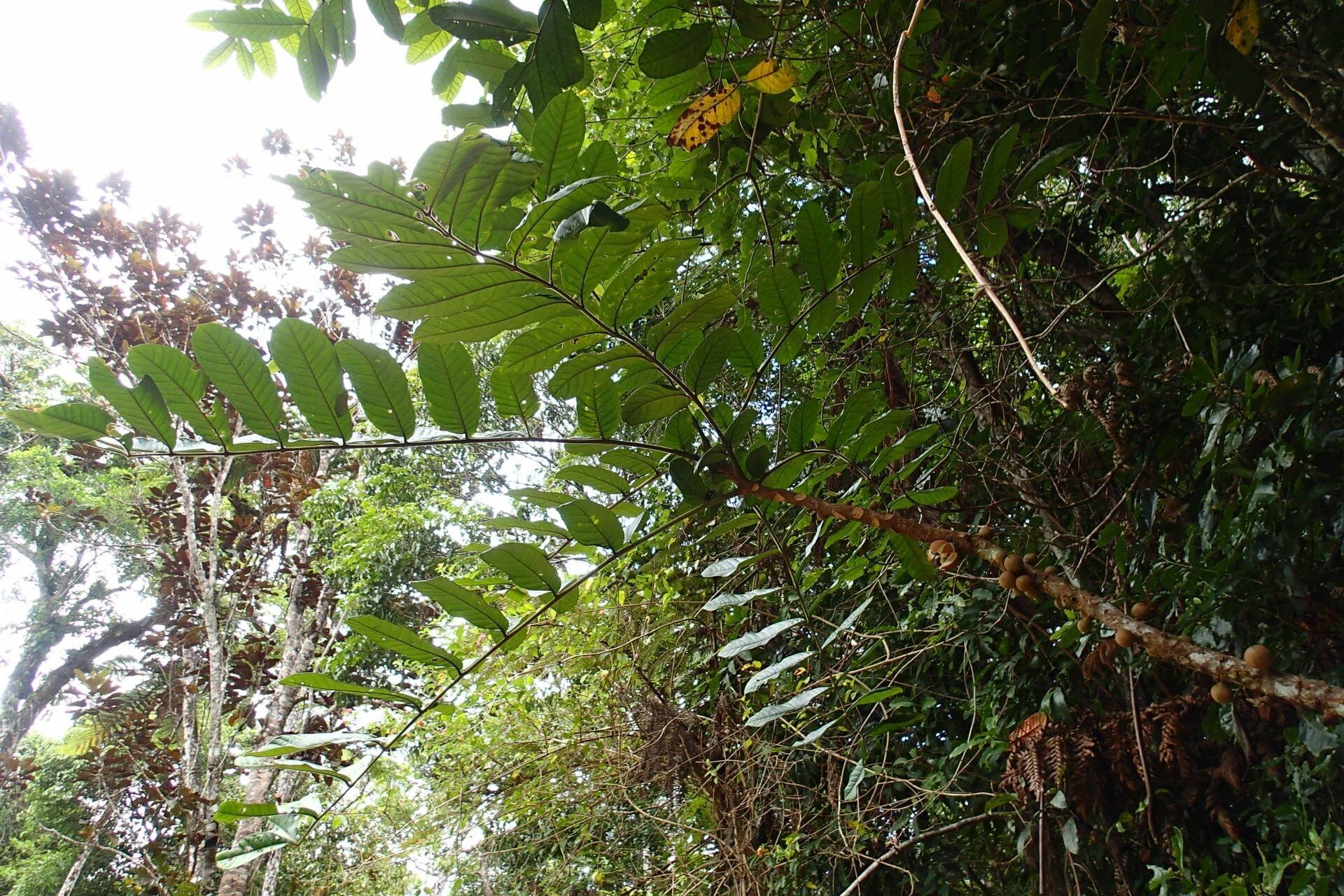 Didymocheton kouiriensis habit