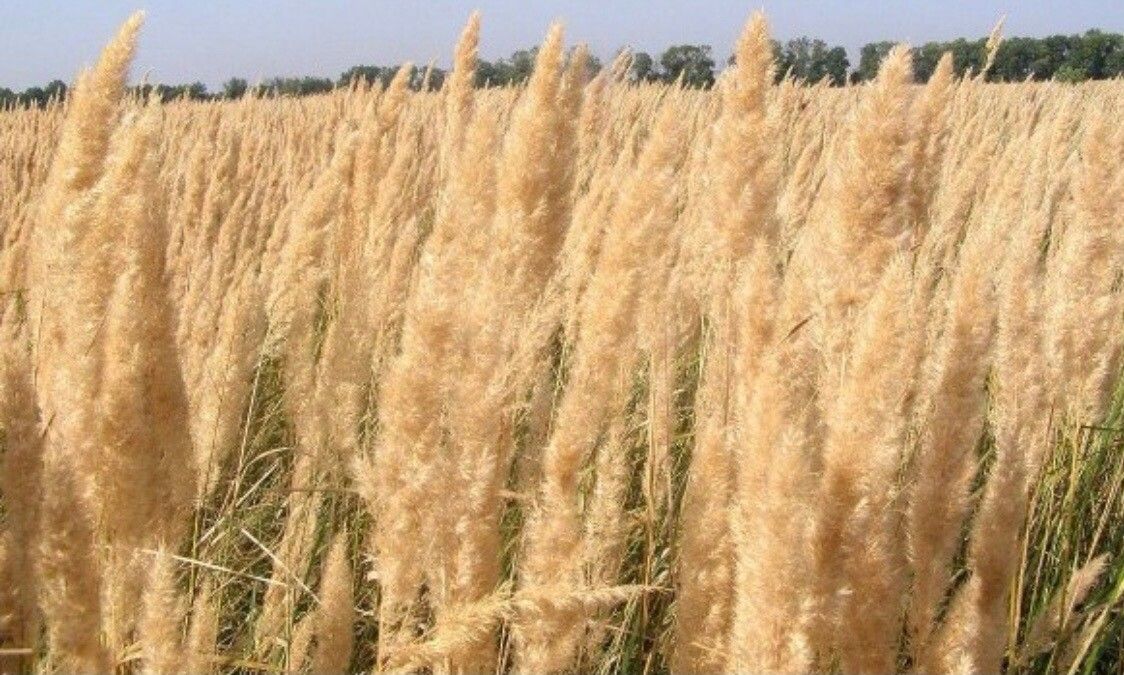 Calamagrostis epigejos fruit