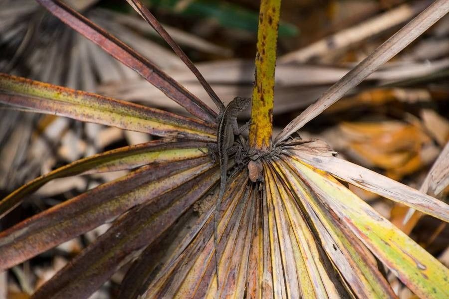 Sabal etonia — related species from the same genus