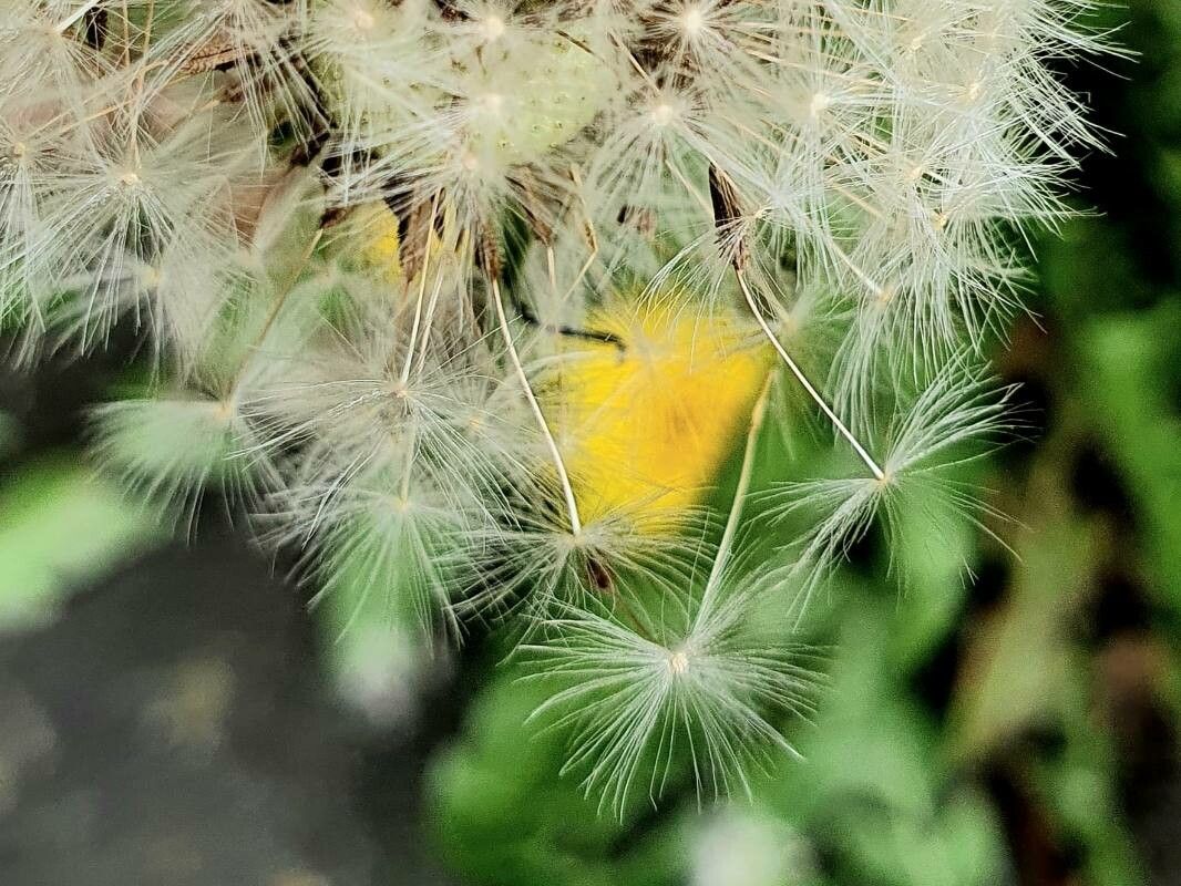 Taraxacum retroflexum fruit