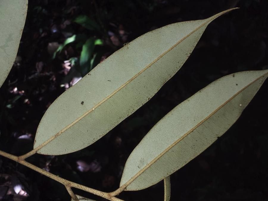 Micropholis sanctae-rosae — houseplant care guide