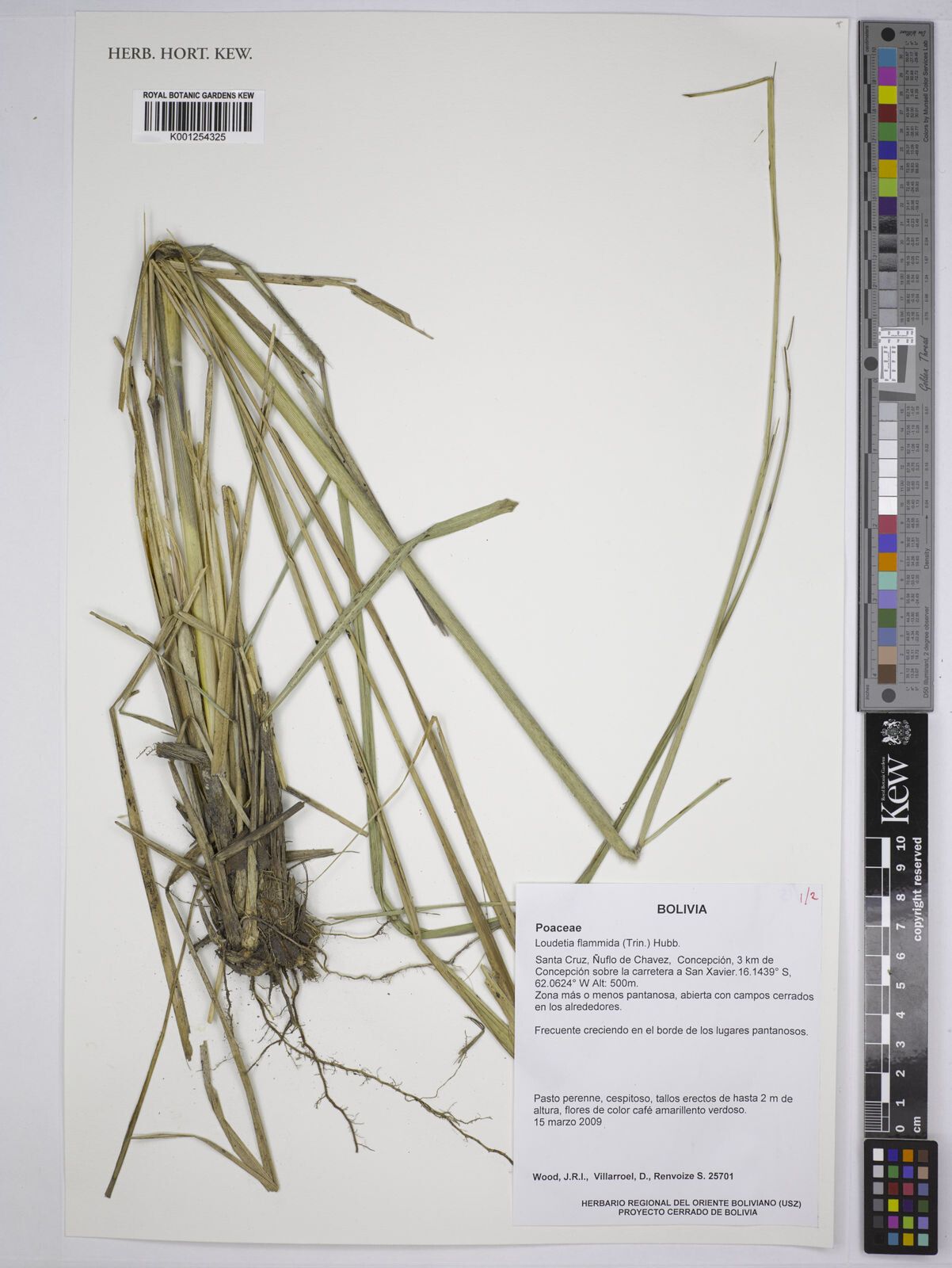 Loudetia flammida — houseplant care guide