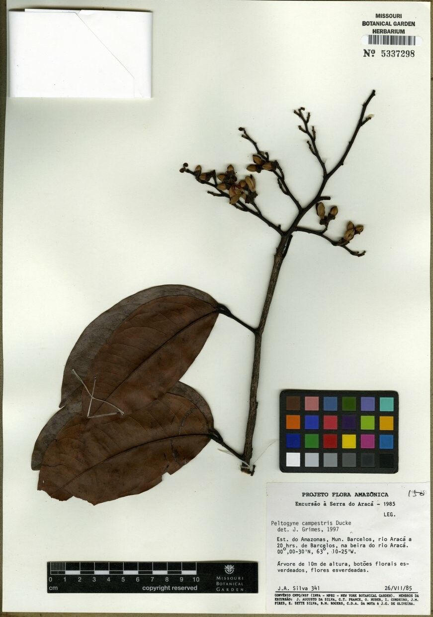 Peltogyne campestris — related species from the same genus