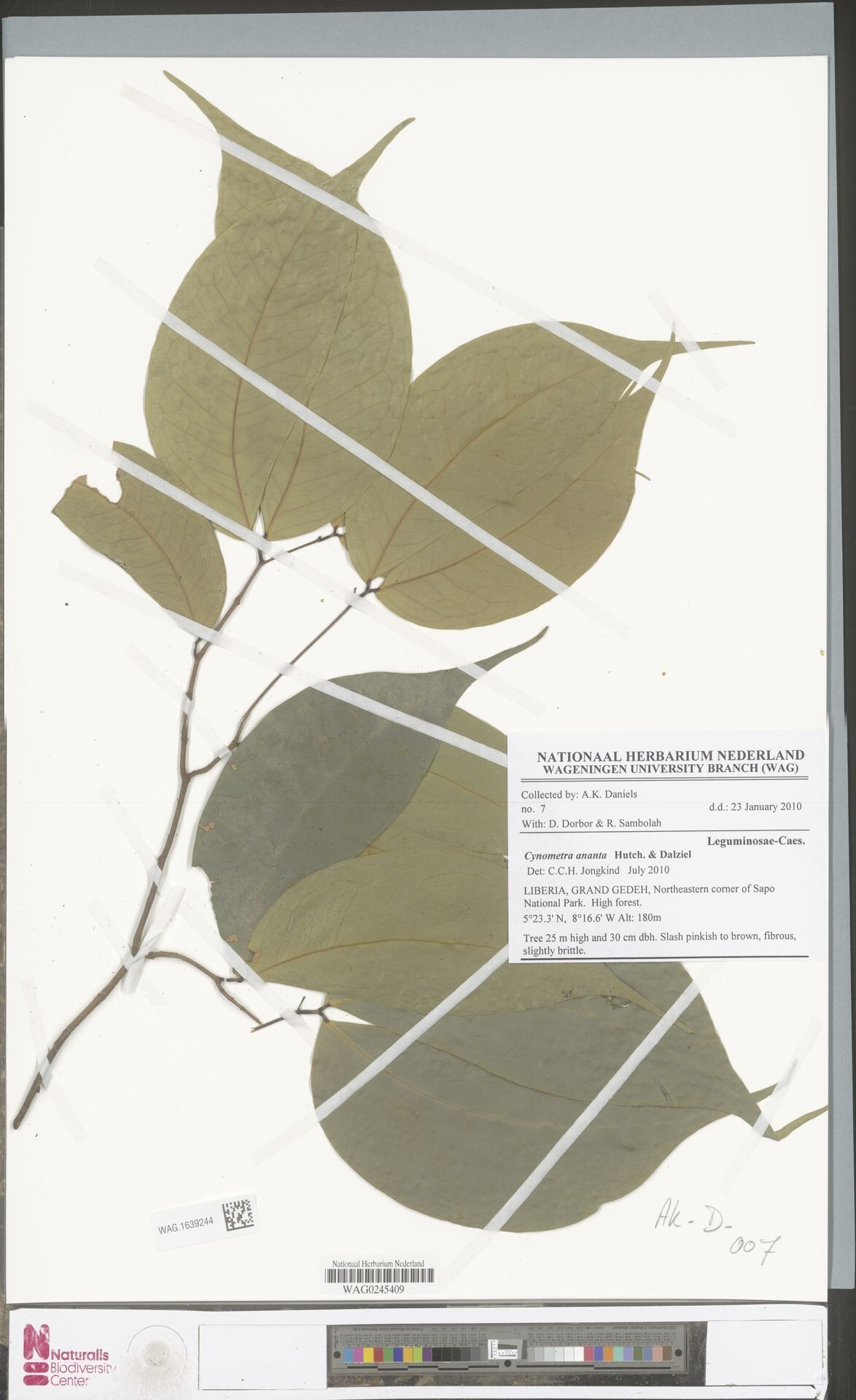 Cynometra ananta — related species from the same genus