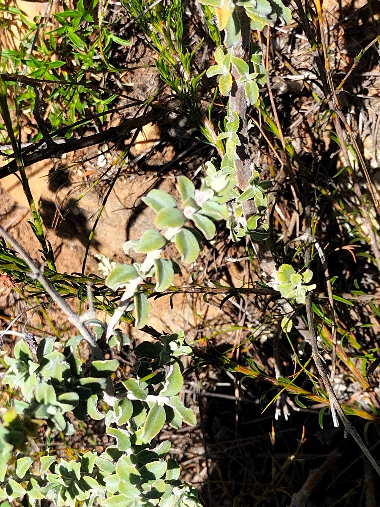 Plecostachys serpyllifolia leaf