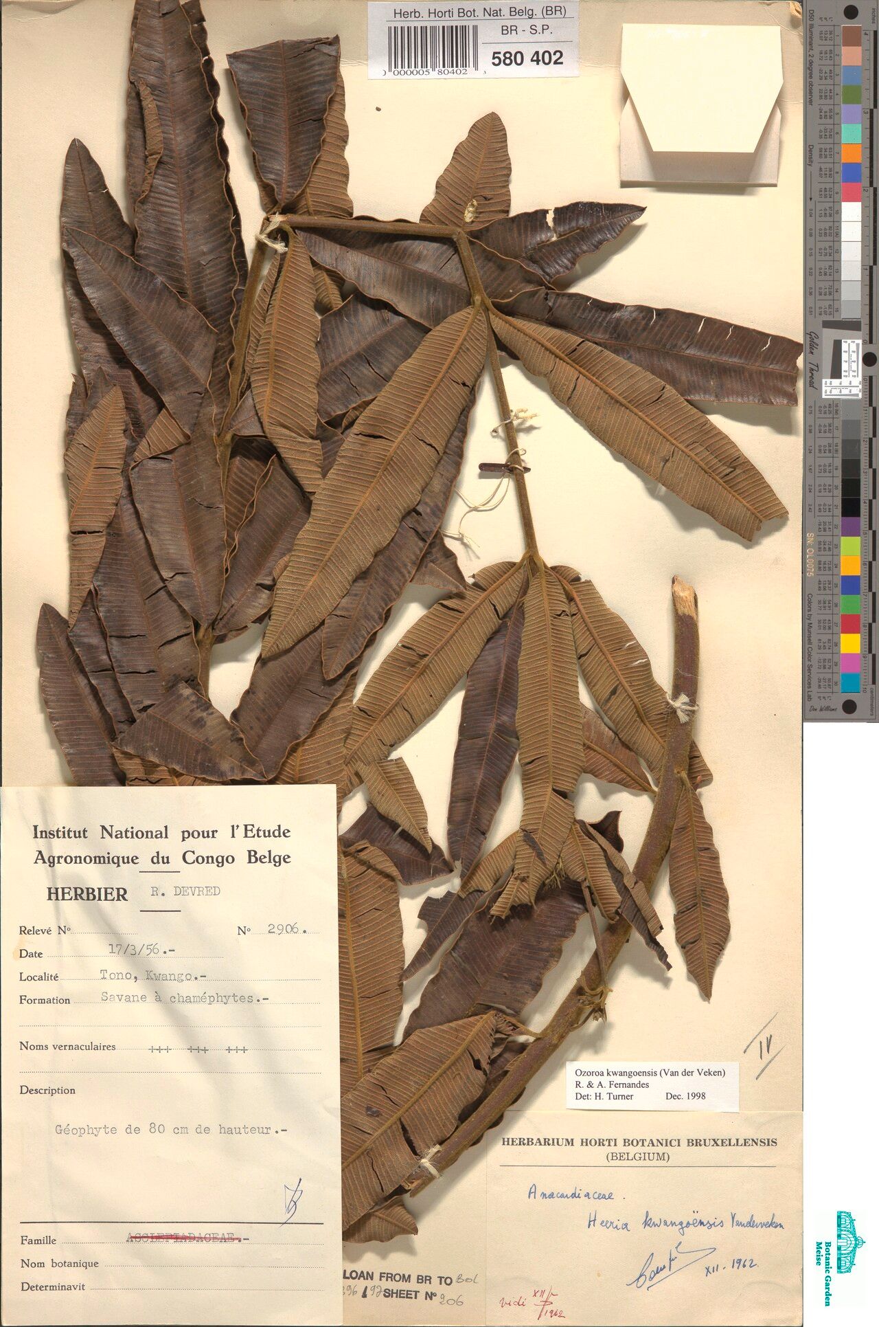 Ozoroa kwangoensis — search result for 'Ozoroa'