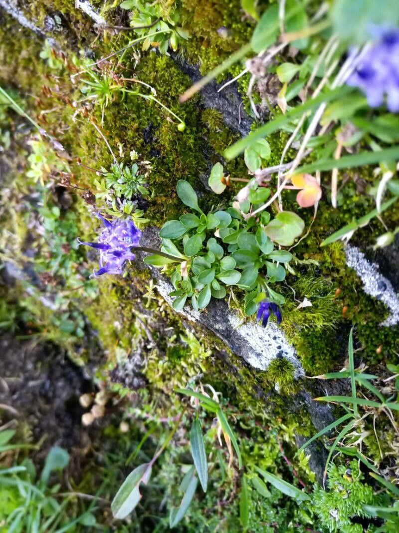Phyteuma globulariifolium habit