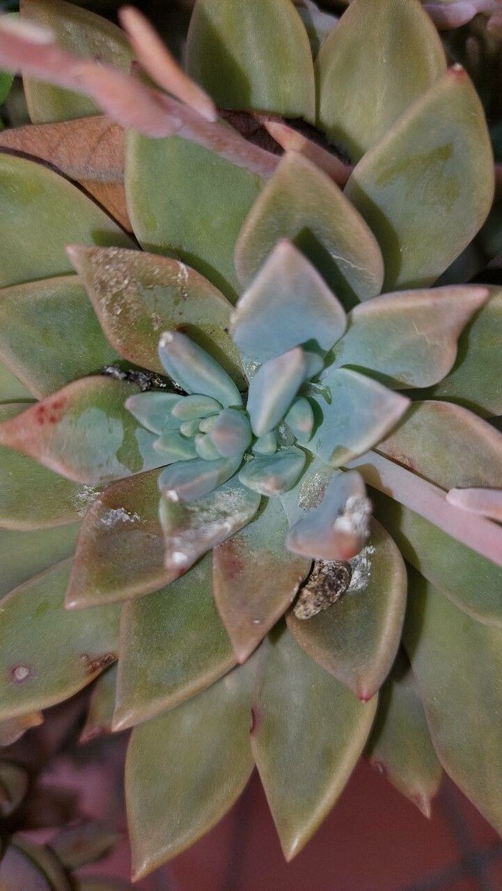 Sedum obtusatum leaf