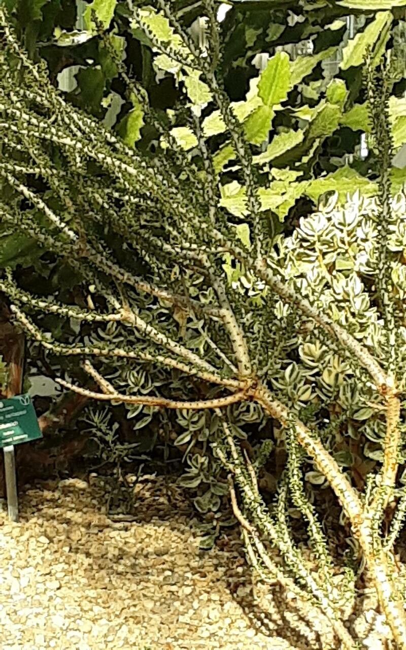 Portulacaria namaquensis bark