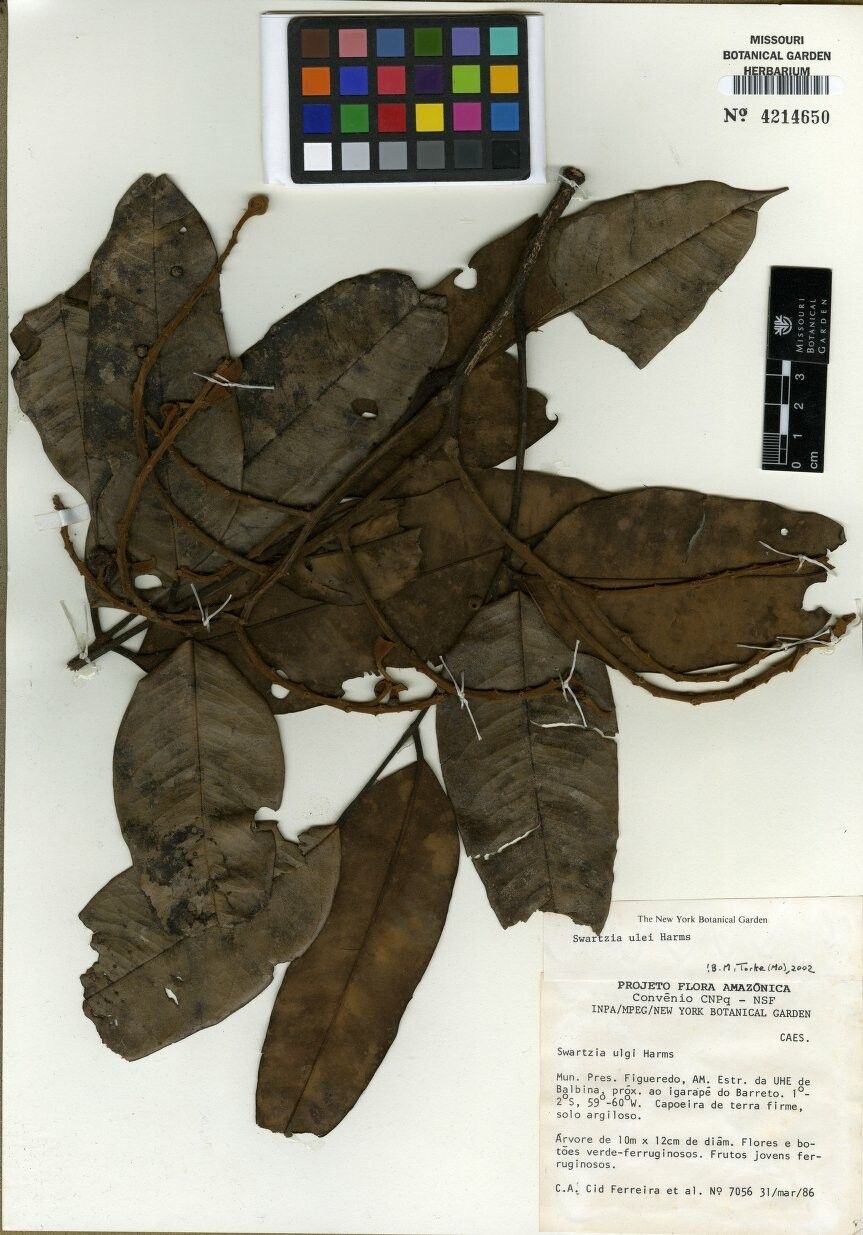 Swartzia ulei — houseplant care guide