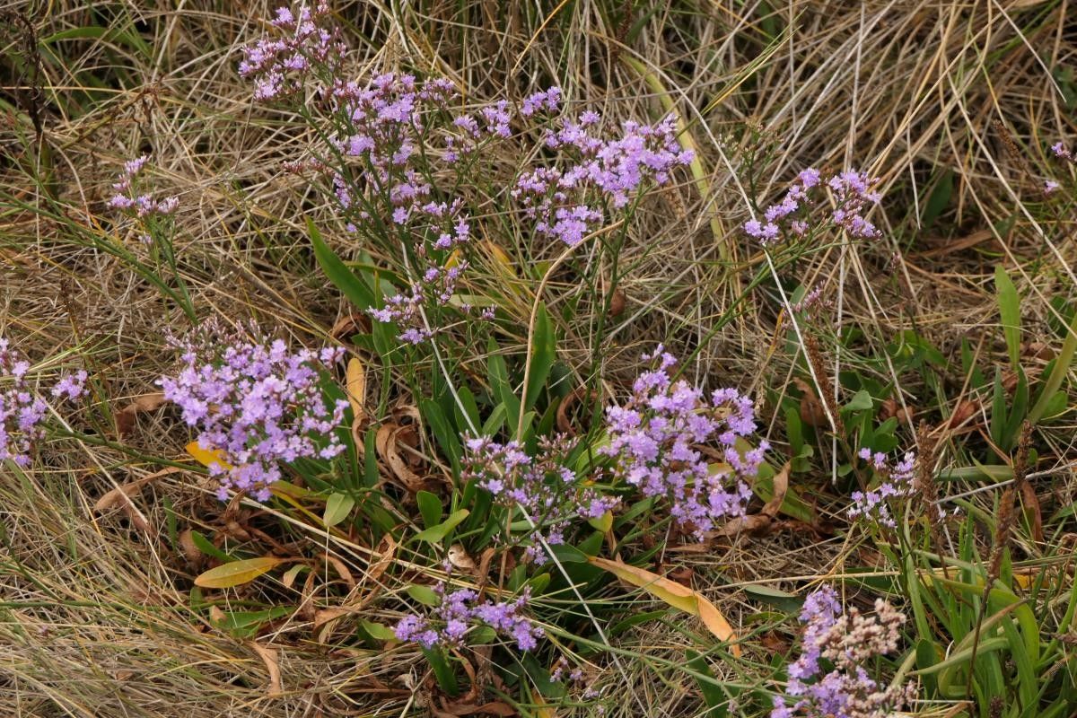 Limonium × neumanii habit