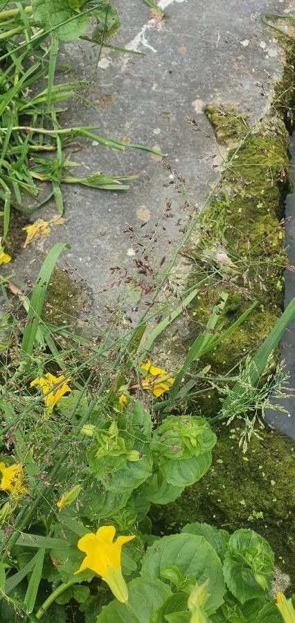 Catabrosa aquatica — houseplant care guide