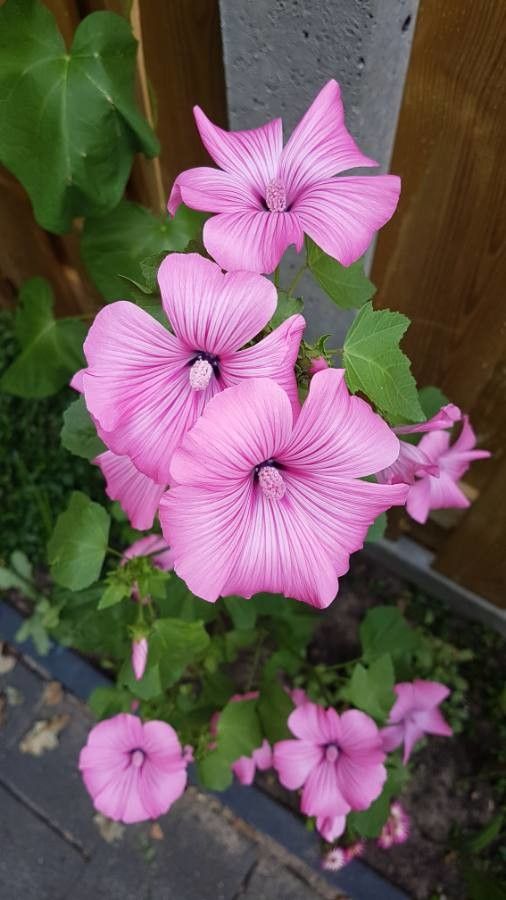 Malva trimestris flower