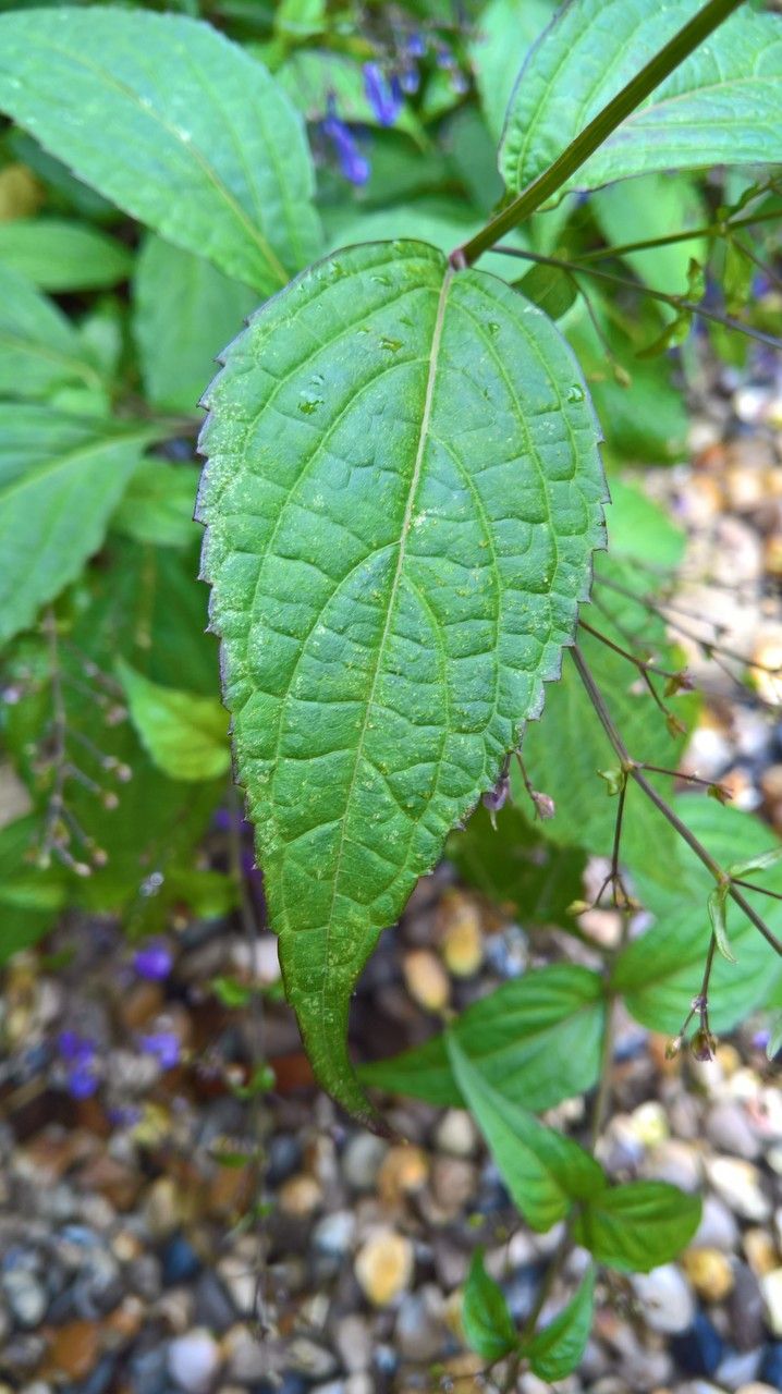 Isodon effusus leaf