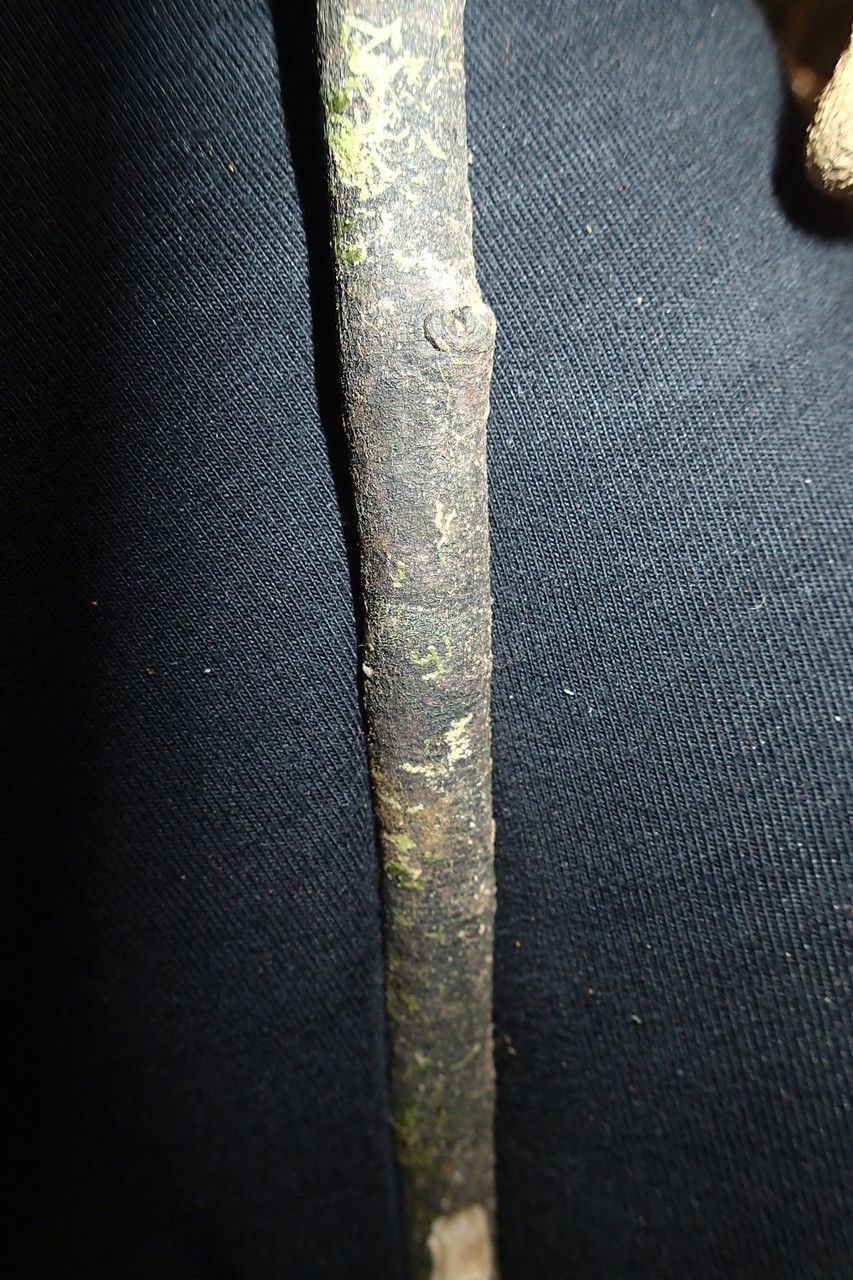 Psychotria hootmawaapensis — houseplant care guide