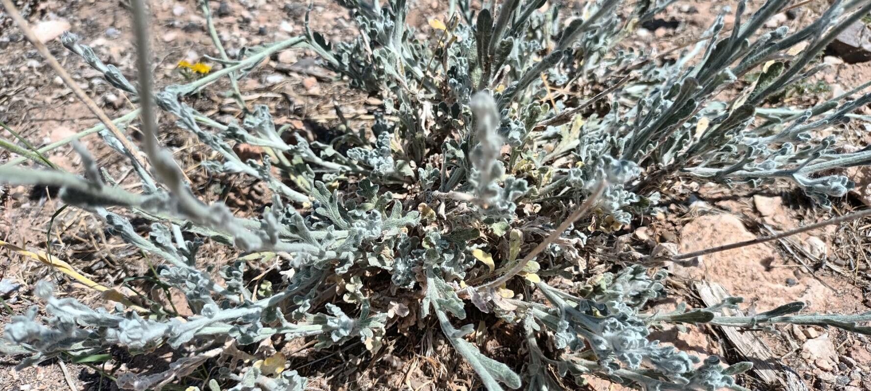 Baileya multiradiata leaf