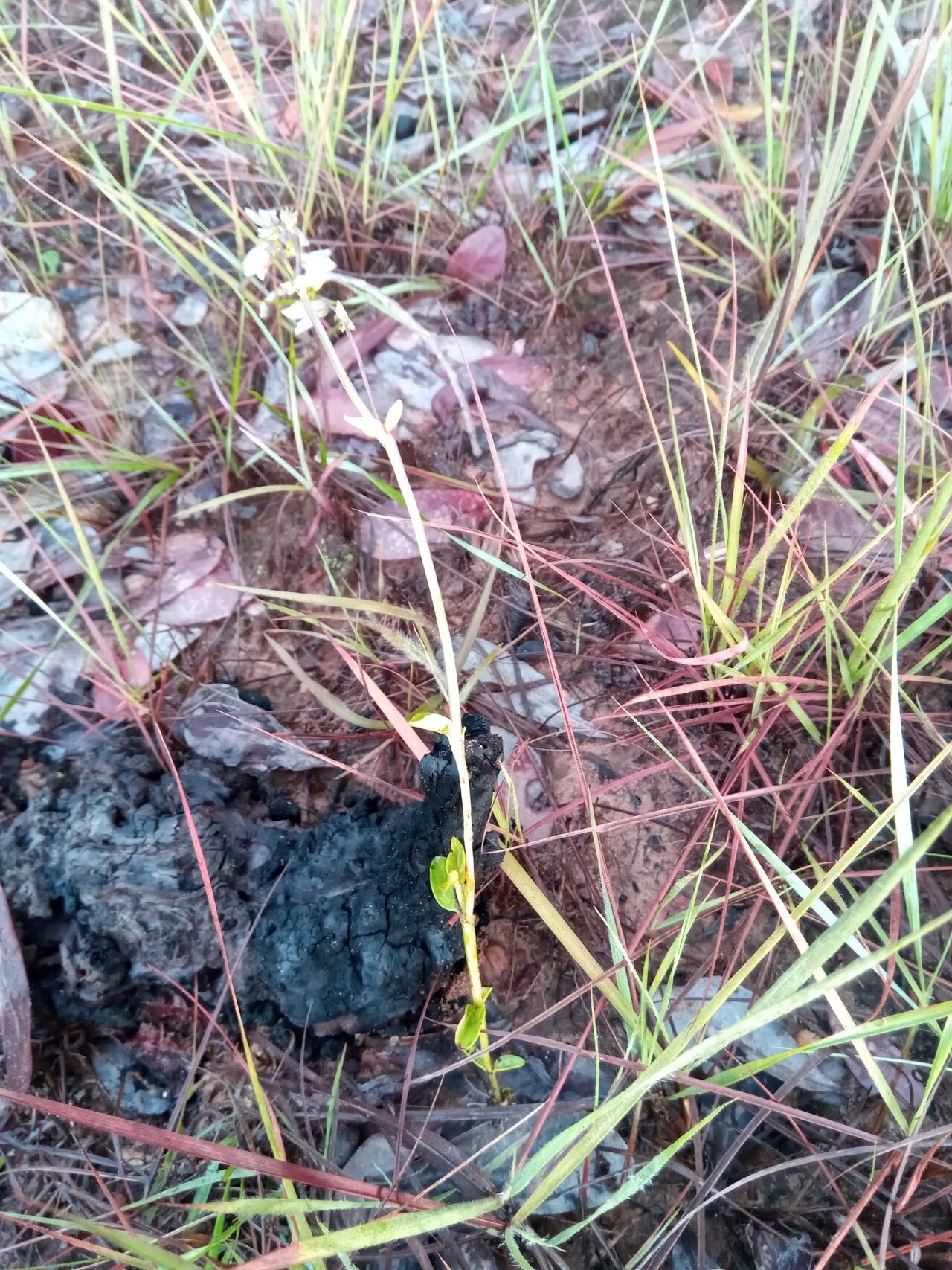 Exacum exiguum habit