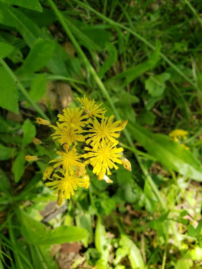 Pilosella caespitosa flower