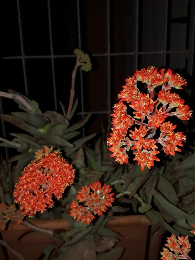 Crassula perfoliata flower