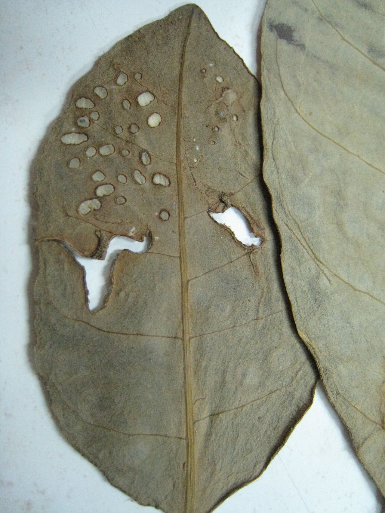 Rauvolfia paraensis other