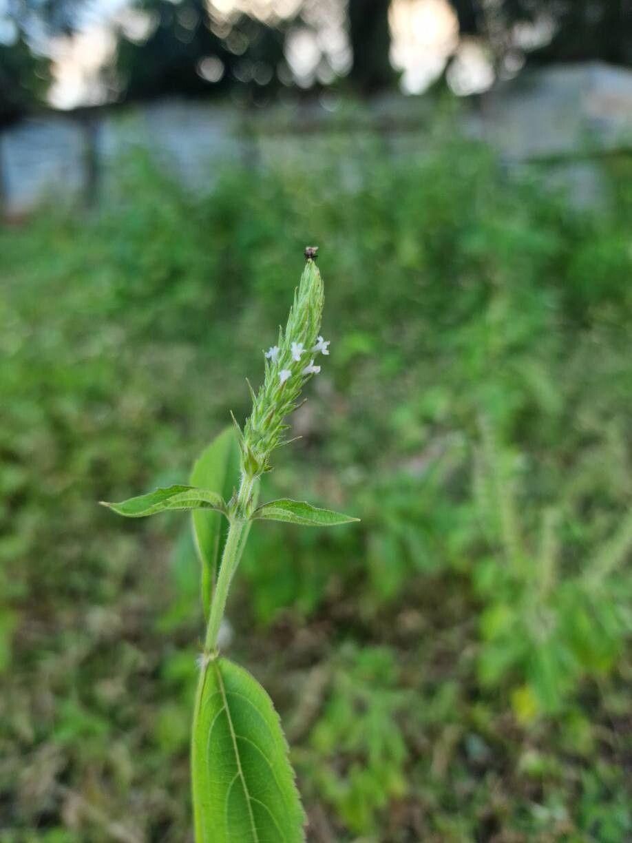 Cantinoa americana flower
