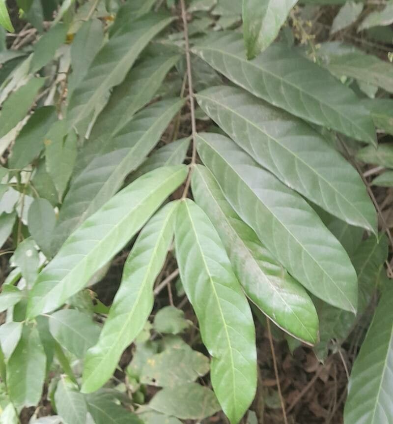 Guarea guidonia — search result for 'Central Africa'