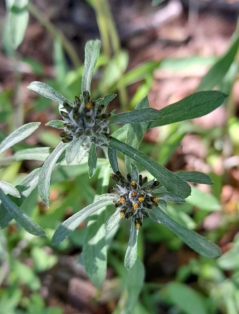 Gamochaeta spiciformis flower
