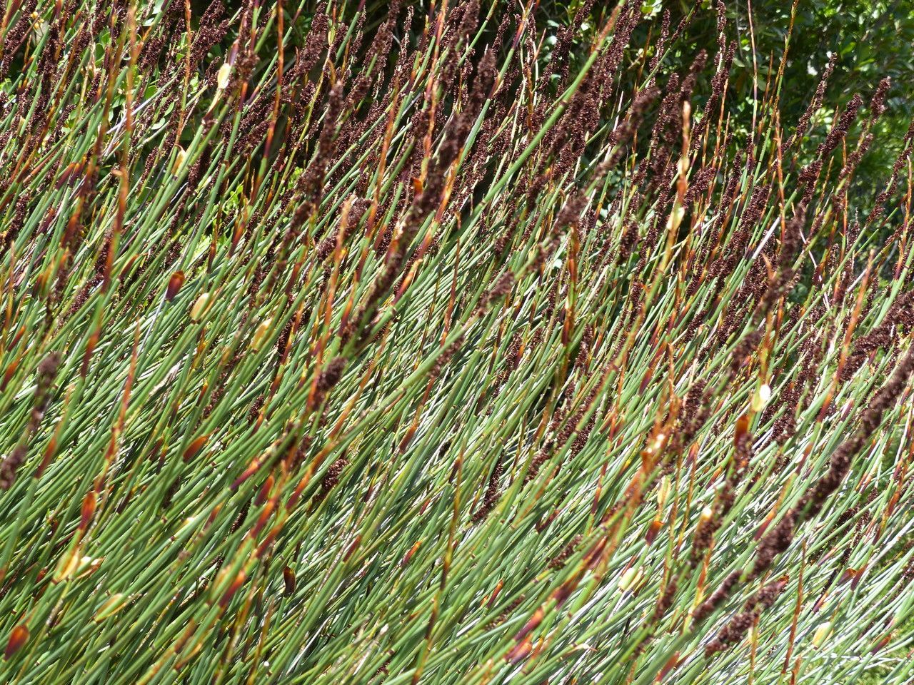 Elegia tectorum flower